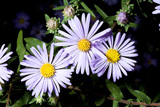 aromatic aster